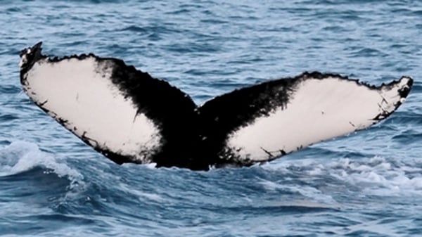 Whale - Sighting off southeast coast (Pic: Andrew Malcolm, Irish Whale and Dolphin Group)