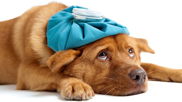 Look after your pets during these cold days to avoid undue sickness