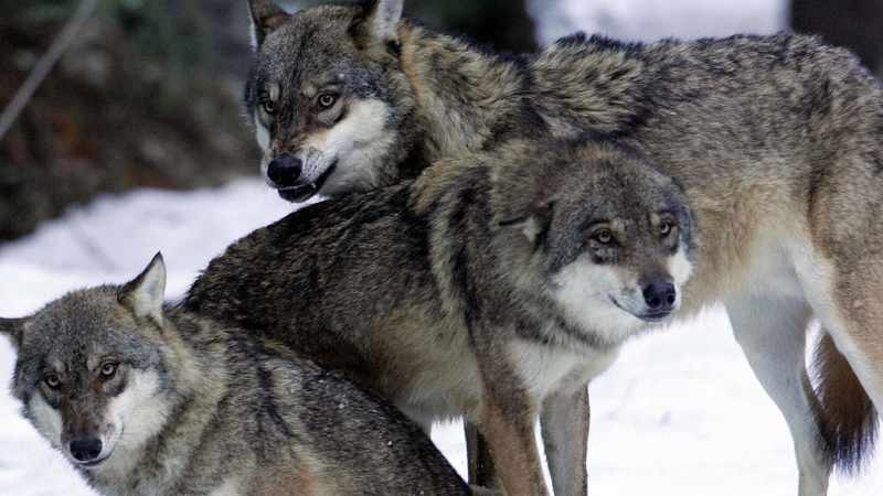 Farmers cry wolf as predators attack flocks in Europe