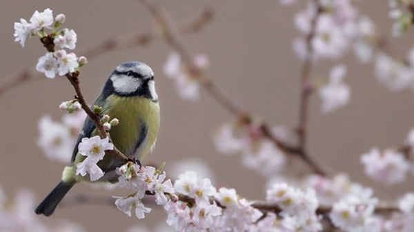Branching out: will climate change mean the end of the line for the Blue Tit?