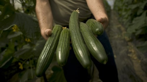 Spanish cucumber on sale