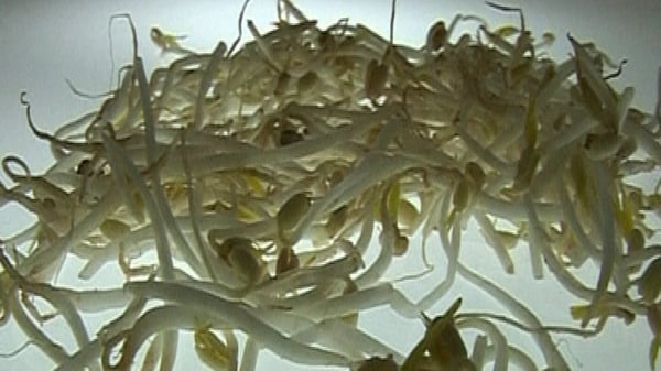 Beansprouts - Were thought to be source of E coli