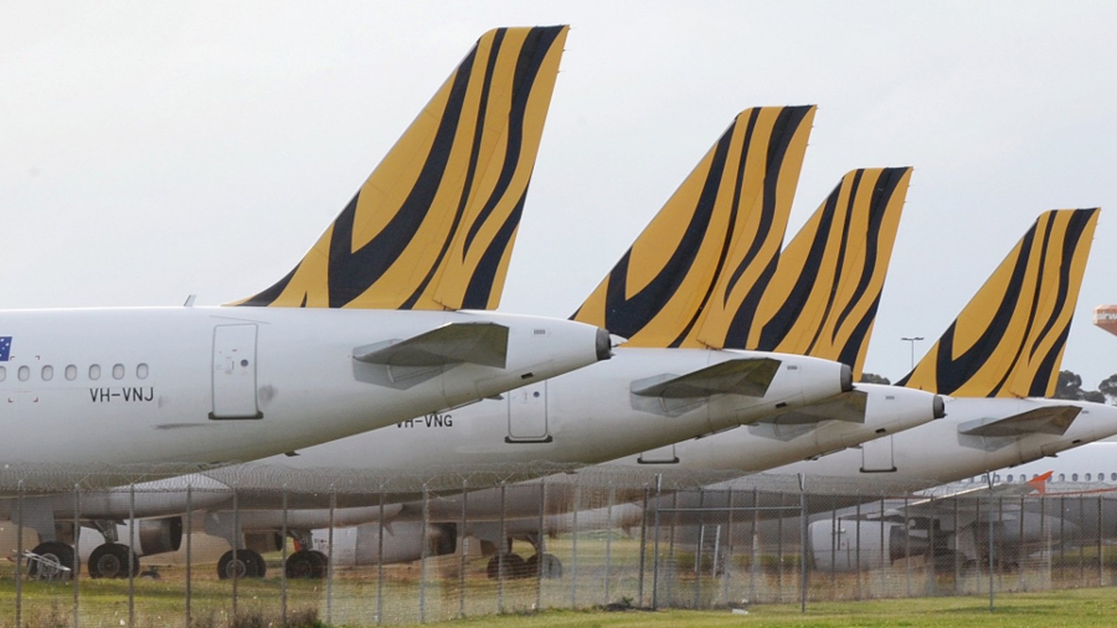 tiger-in-safety-talks-with-australia