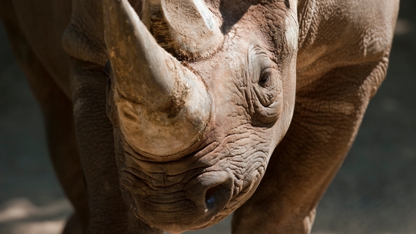 All species of rhinoceros are protected under US and international law