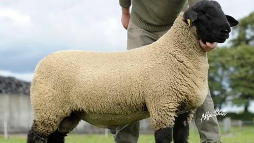 Suffolk sheep - Sold in Scotland for over €108,000
