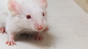 The artificial structure's development and architecture closely resembled that of a natural mouse embryo