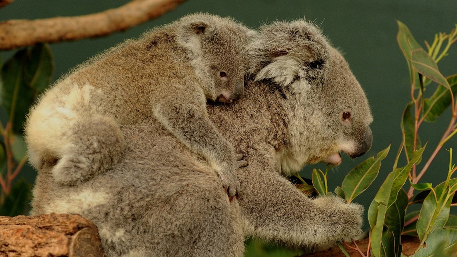 Decline in Australia's Koala population