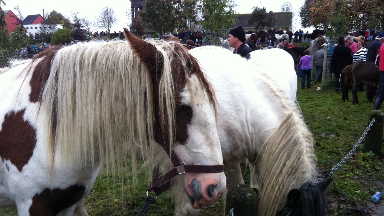 Thousands attend Ballinasloe Horse Fair