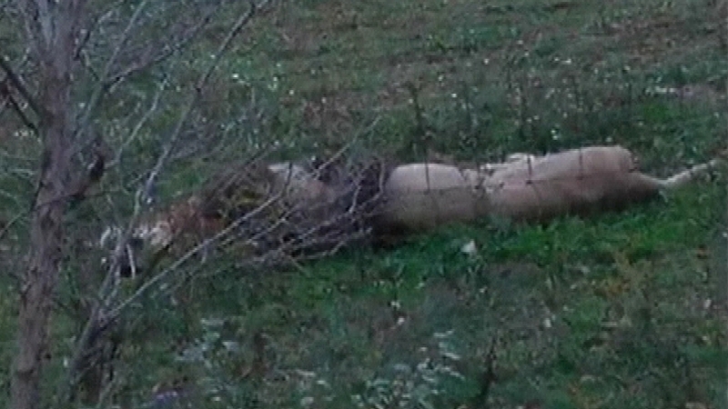 Lions, tigers and bears on the loose in Ohio