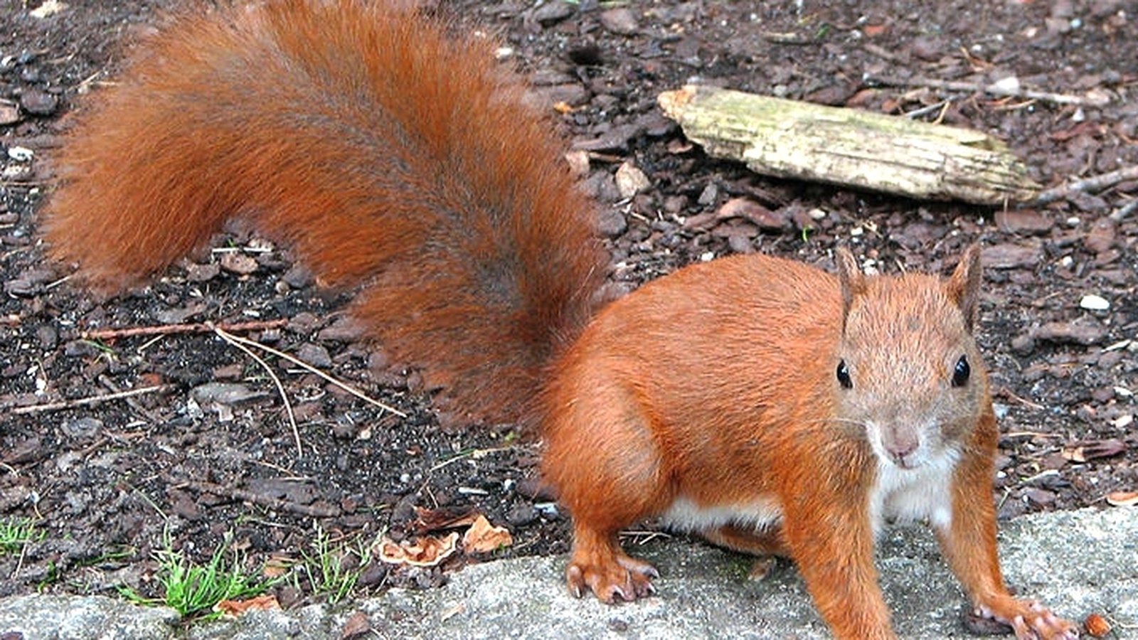Experts worried about spread of squirrel pox