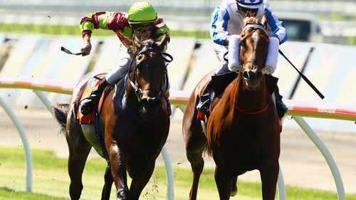 Scientists have traced the 'speed gene' of thoroughbred horses