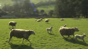 Sheep farming incomes are expected to remain strong