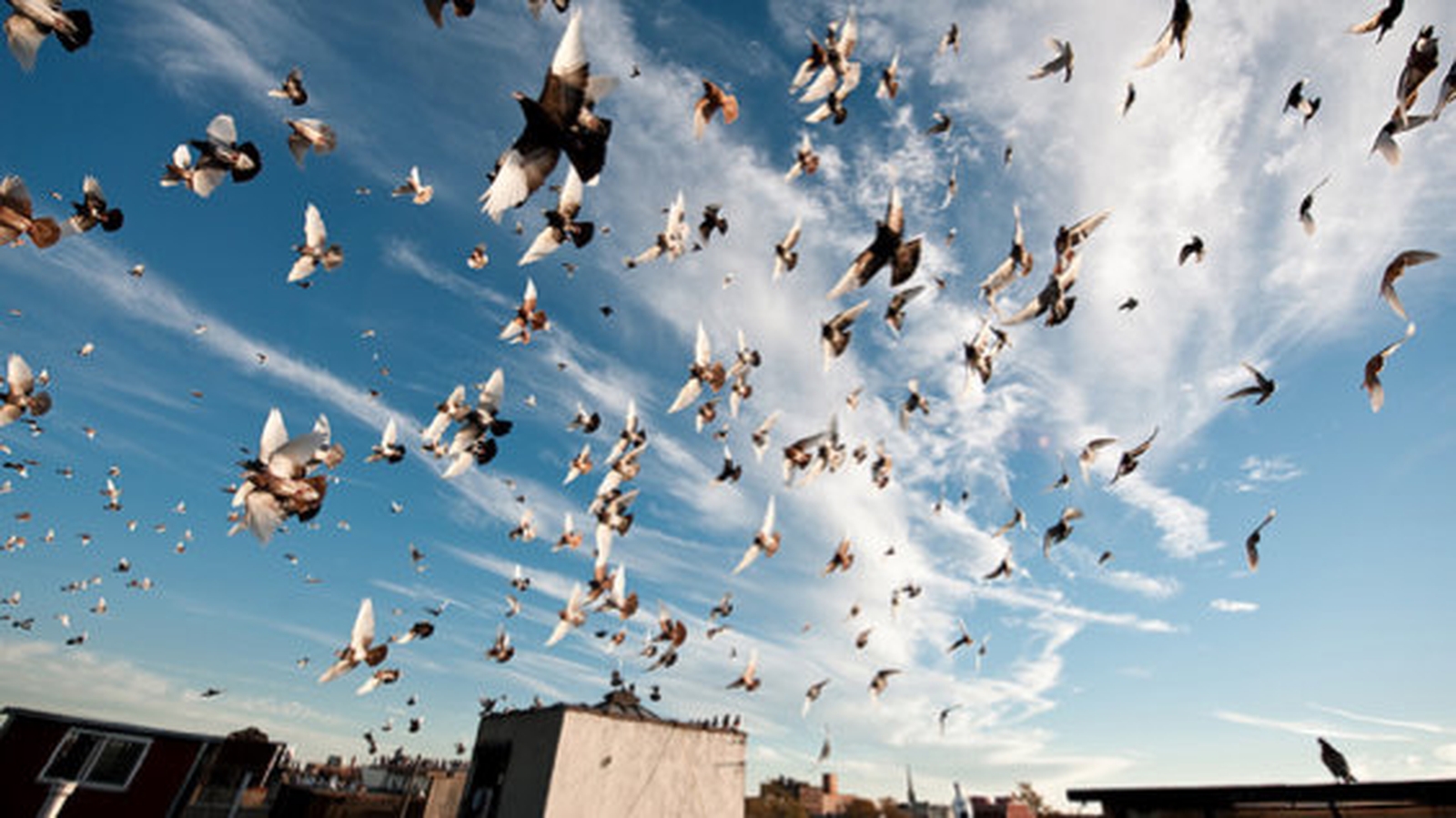 how-do-pigeons-find-their-way-home