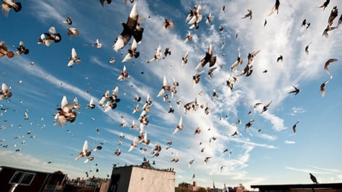 "We know pigeons use visual cues and can navigate based on landmarks along known travel routes"