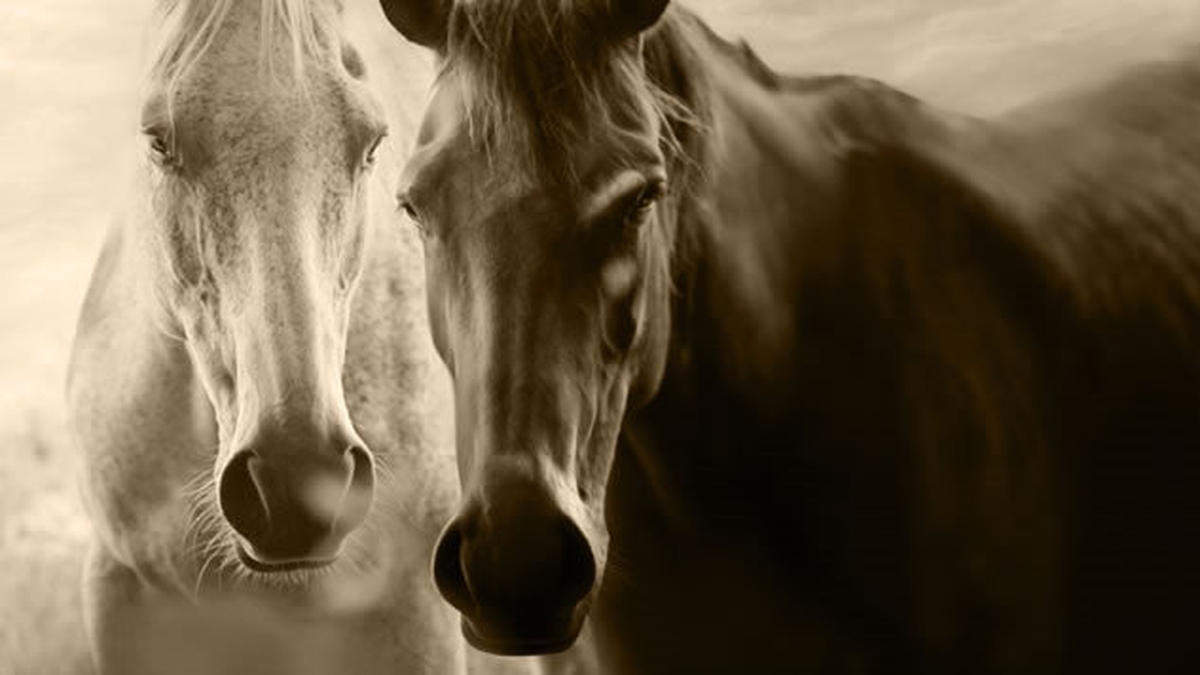 Documentary On One Horse Handler, Horse Healer