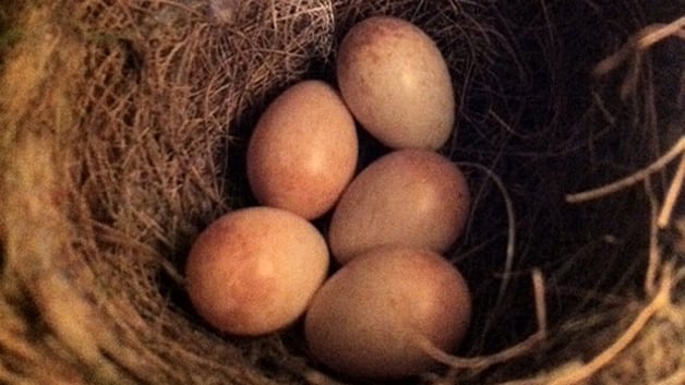 The nest