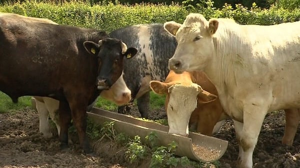 A hard Brexit could cut European dairy exports to Britain by 60%