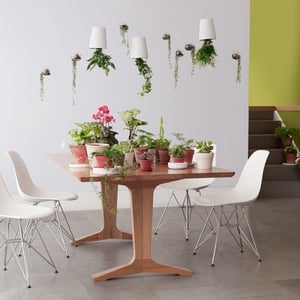 Small plants bundled together on a table or sideboard can look pretty