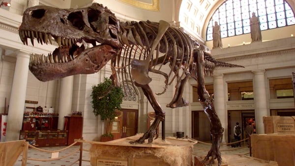 The Tyrannosaurus Rex skeleton known as Sue stands on display at Union Station in Washington DC