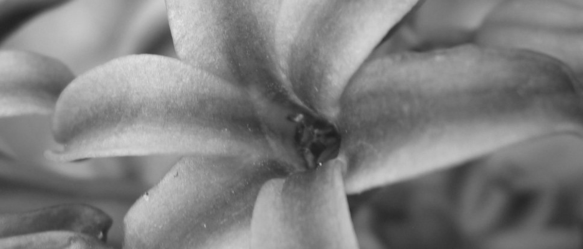 The Blue Hyacinth by Maeve Brennan The Blue Hyacinth by Maeve Brennan