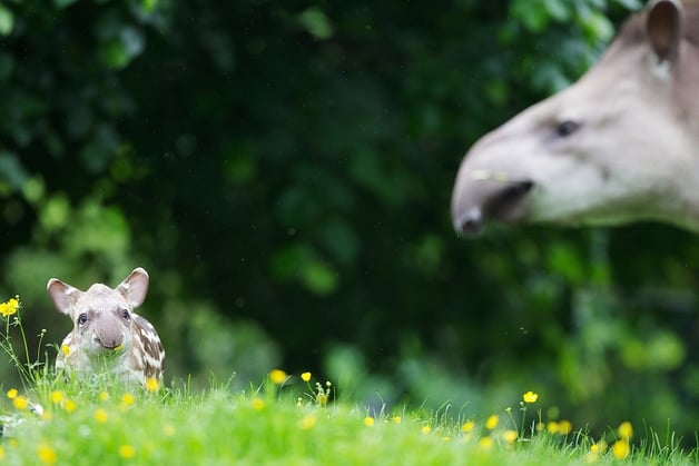Baby Tapir