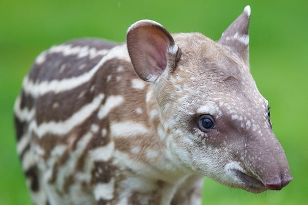 Baby Tapir