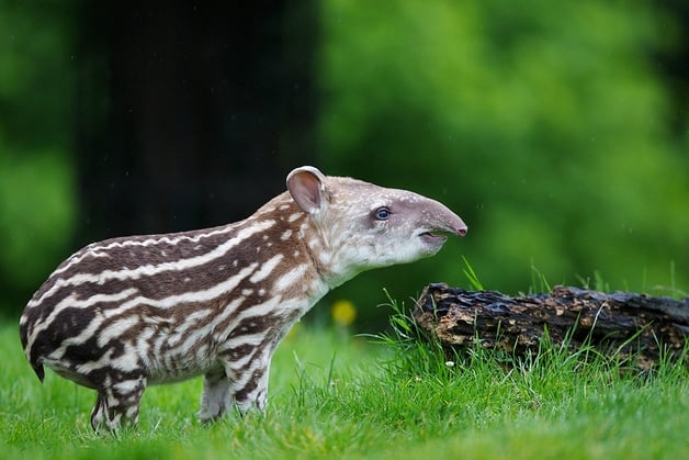 Baby Tapir