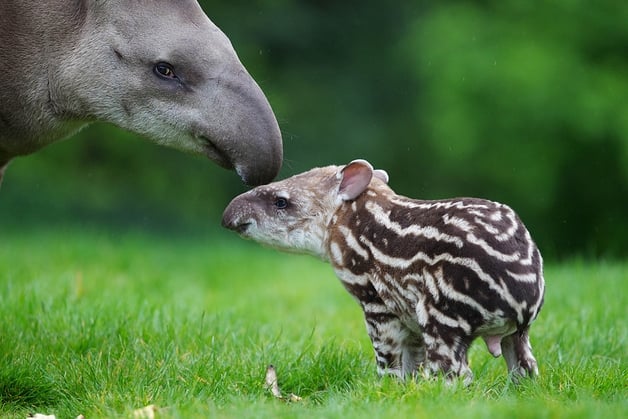 Baby Tapir