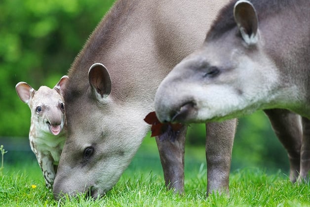 Baby Tapir