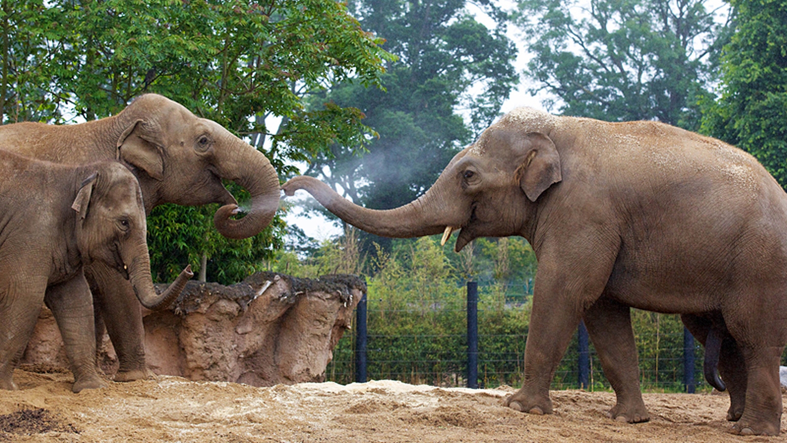 dublin-zoo-s-new-arrival-steps-out