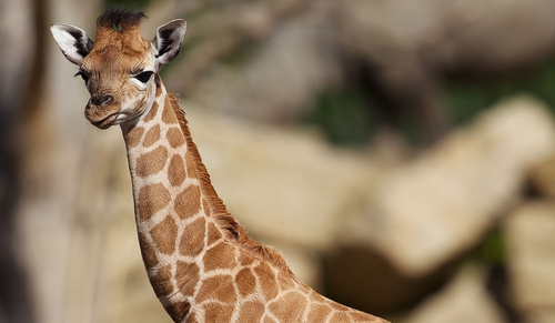 Dublin Zoo welcome new giraffe calf