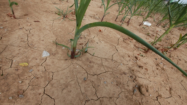 A corn plant grows in a field parched by drought in Illinois