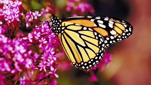 Attracting Bees and Butterflies to your garden