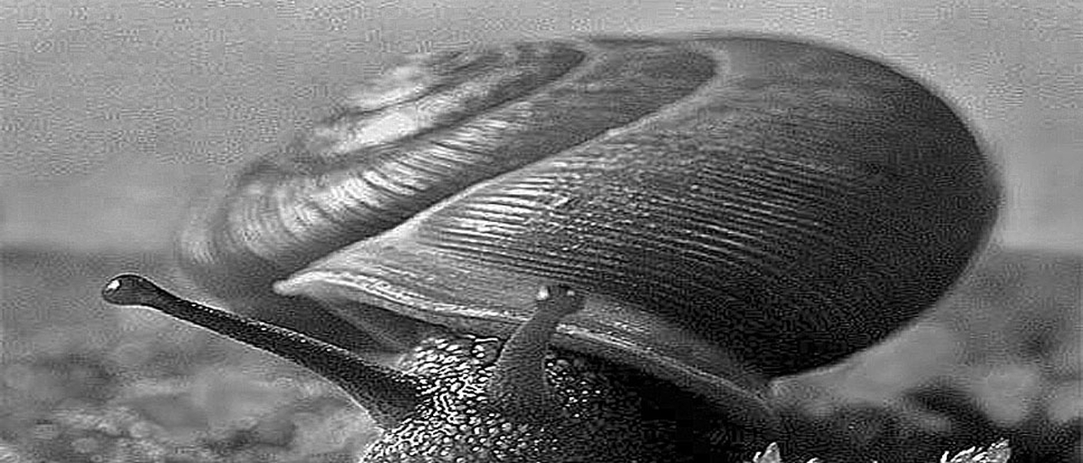 A Snail Called Sam by Joe O'Byrne A Snail Called Sam by Joe O'Byrne