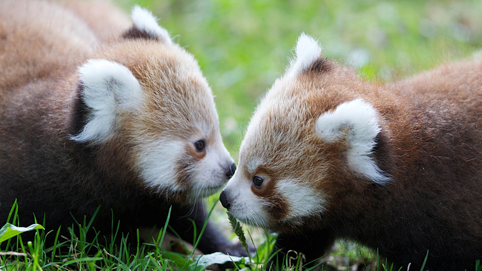 Twin red pandas joy at Dublin Zoo