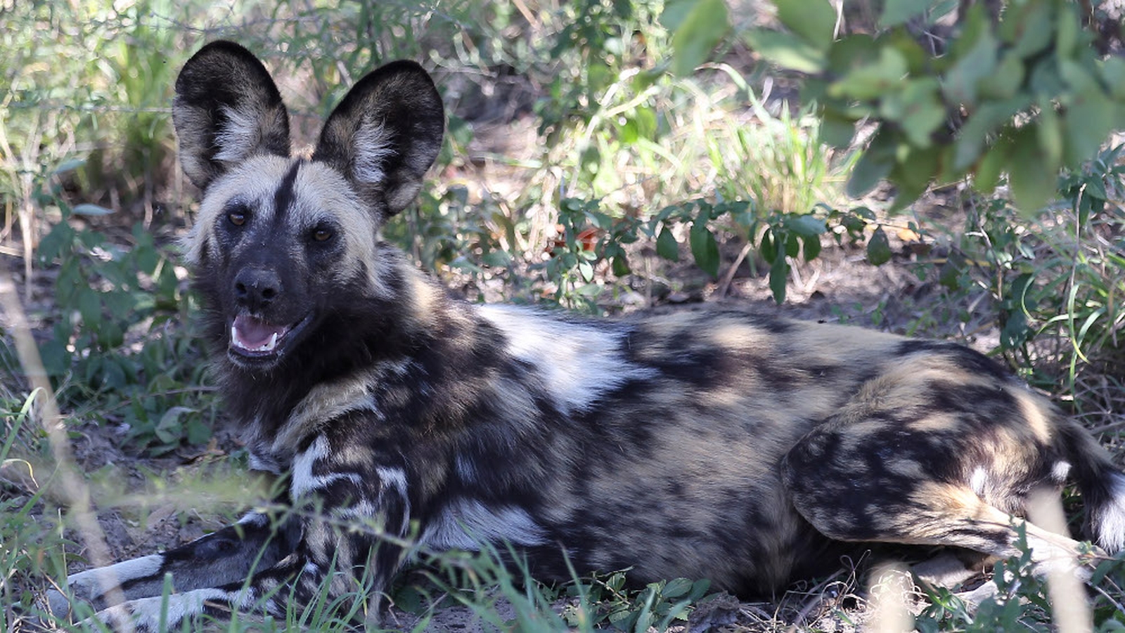 Wild dogs kill 2-year-old boy at US zoo