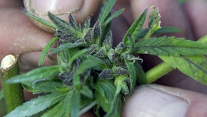 The possession and sale of marijuana remains a federal offence