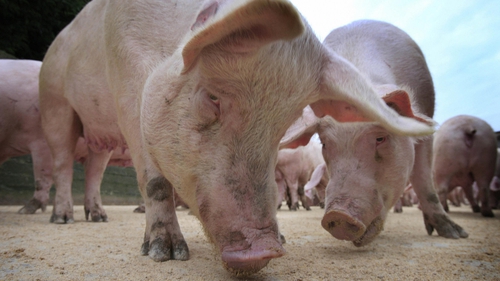 More than 100,000 pigs have already been culled in the past two weeks