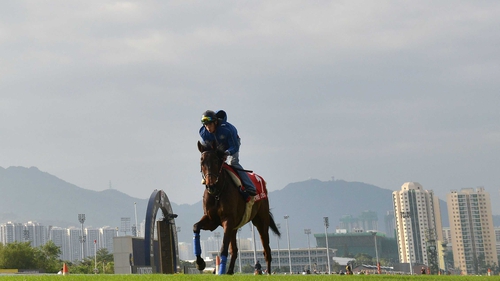 Cirrus Des Aigles, seen here during track work at Sha Tin, has been scratched from the feature race at Hong Kong's lucrative International meeting