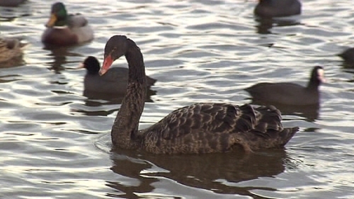 Swan causing stir in Belfast escaped from Donegal