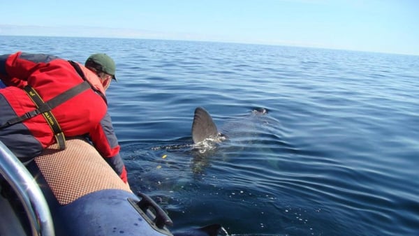 The Irish Basking Shark Study Group describe Banba's movements as 