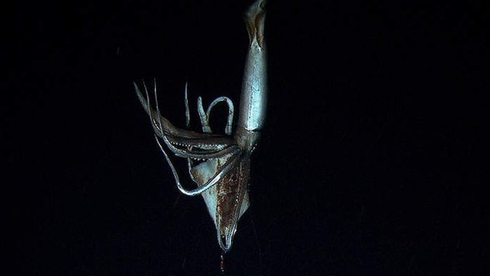 first-live-images-of-giant-squid-captured