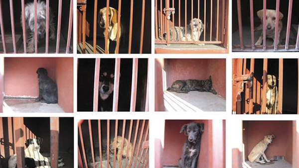 Many people re-posted the images of the dogs staring sadly from behind bars at an animal shelter (Pic: Mexico City's Attorney Generals Office)