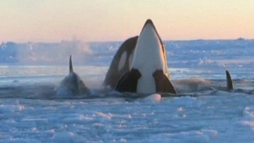 Up to 12 whales were trapped under the ice