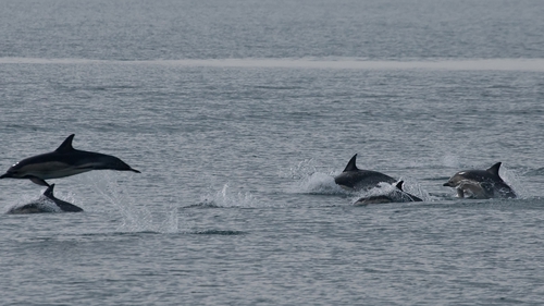 Hundreds of dolphins were spotted by the Wales-based Sea Trust (Pic: Cliff Benson)