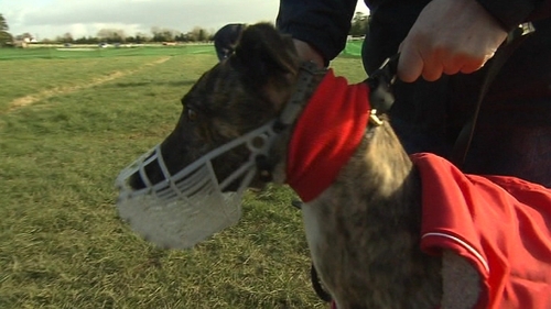 dog handler challenges bord na gcon ban dog handler