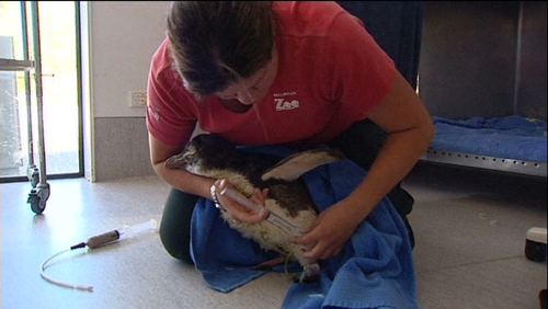The penguin was starving when it was washed up on the coast of New Zealand