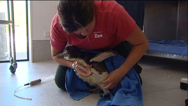 The penguin was starving when it was washed up on the coast of New Zealand
