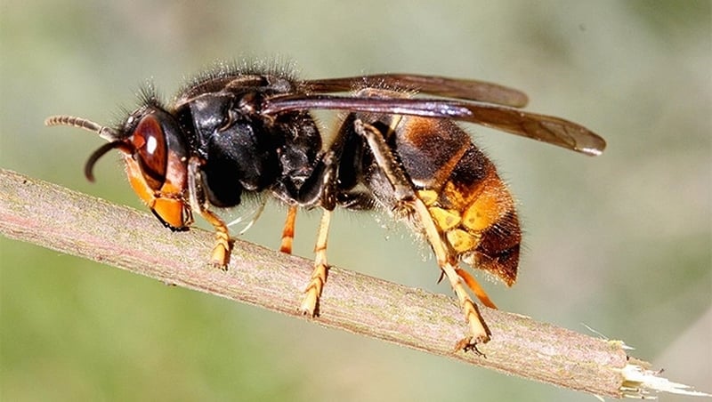 Asian hornet spotted in Co. Down