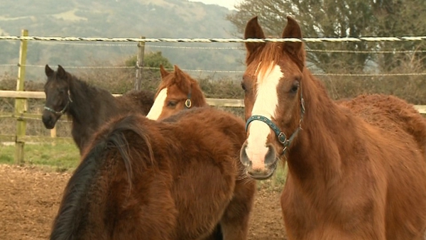 Equine database will supplement current checks at slaughterhouses
